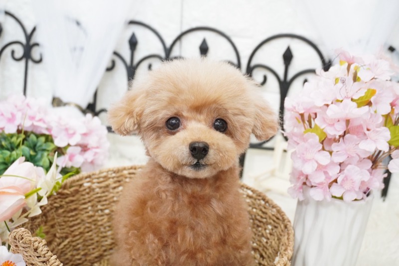 Dog Salon chume